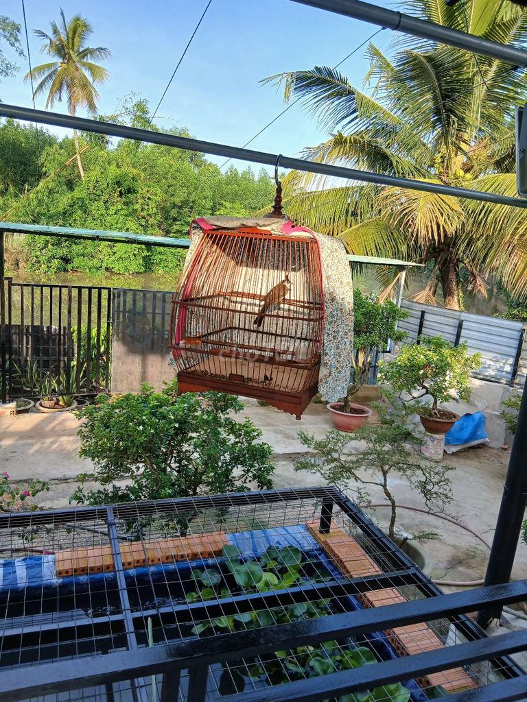 Chim chào mào to con dài đòn 2 năm lồng. Mua bán Chim tại Thành phố Biên Hòa Đồng Nai được đăng bởi Quốc hình 1