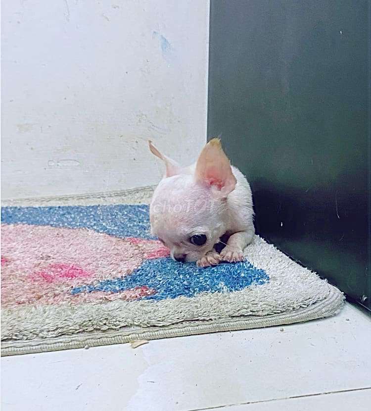 Chihuahua tiny teacup