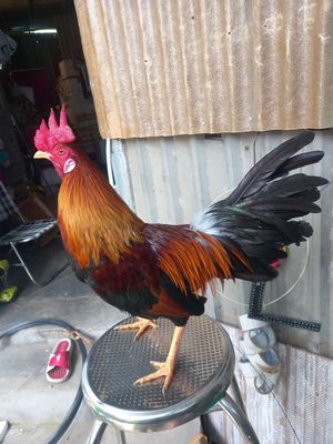 bán gà Tre tơ zin. Mua bán Gà tại Quận 8 Tp Hồ Chí Minh được đăng bởi Mình nguyễn
