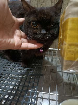 Mèo Anh lông ngắn cái hơn 1 năm đã phối