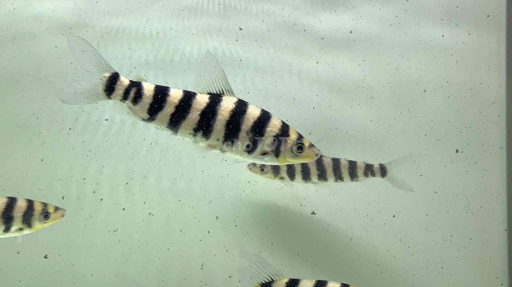 Cá Ong Vàng 9 Sọc. Mua bán Thú cưng khác tại Quận Bình Tân Tp Hồ Chí Minh được đăng bởi Cá Cảnh JK HCM hình 1