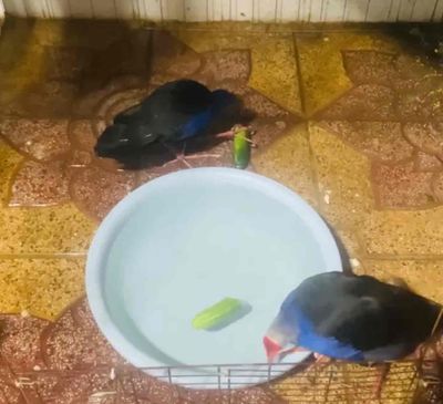 cặp trích sinh sản. Mua bán Chim tại Thành phố Sóc Trăng Sóc Trăng được đăng bởi Dự Đức