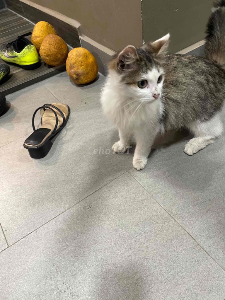 Mèo 7 tháng tuổi Trắng xám. Mua bán Mèo tại Thành phố Thủ Đức Tp Hồ Chí Minh được đăng bởi trịnh thu hăng hình 1