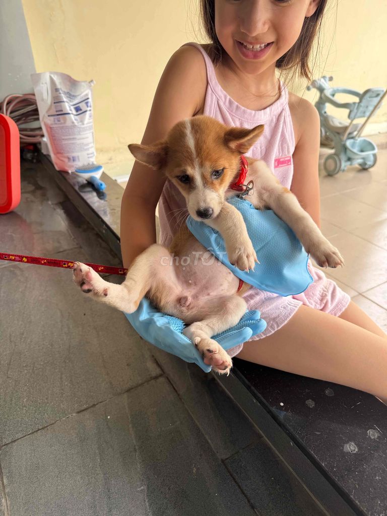 Chó Corgi lai Nhật Nâu trắng. Mua bán Chó tại Quận Gò Vấp Tp Hồ Chí Minh được đăng bởi Nguyễn Khoa Đình hình 1