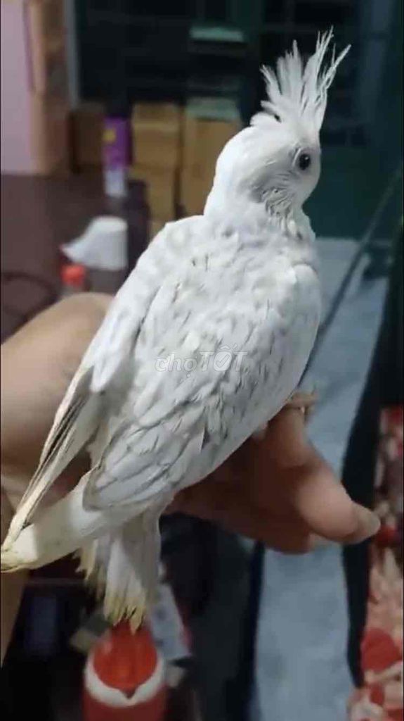 VẸT COCKATIEL ĂN HẠT