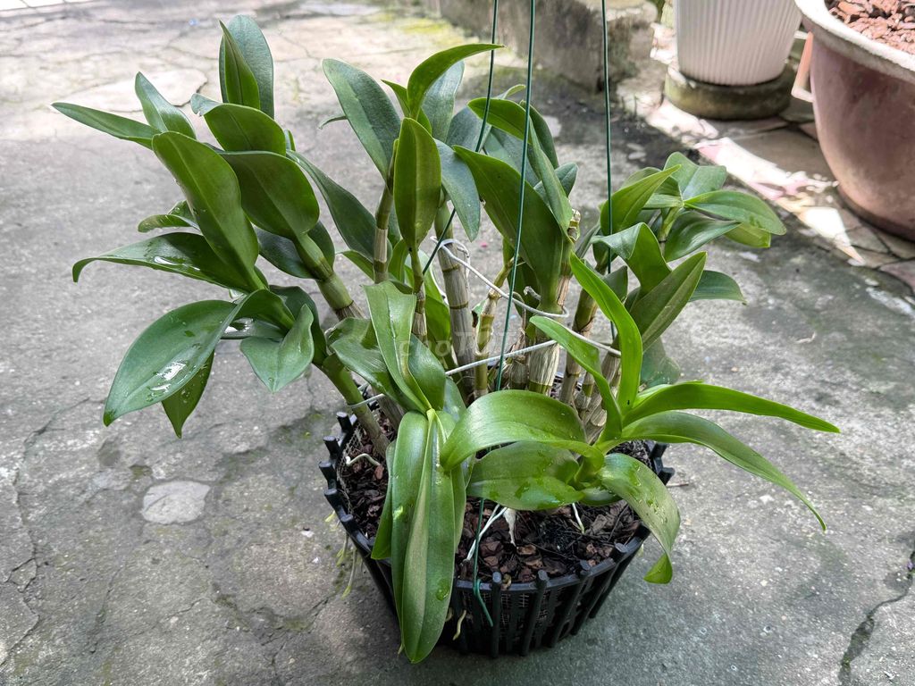 Chậu lan Dendro Pen chuối fi30. Mua bán Cây cảnh, đồ trang trí tại Thành phố Huế Thừa Thiên Huế được đăng bởi Hoàng hình 1