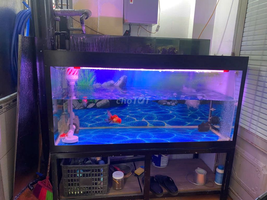 Bể cá cảnh 1m4x60x60 kèm phụ kiện. Mua bán Phụ kiện, Thức ăn, Dịch vụ tại Thành phố Thủ Đức Tp Hồ Chí Minh được đăng bởi Mr Tuan hình 1