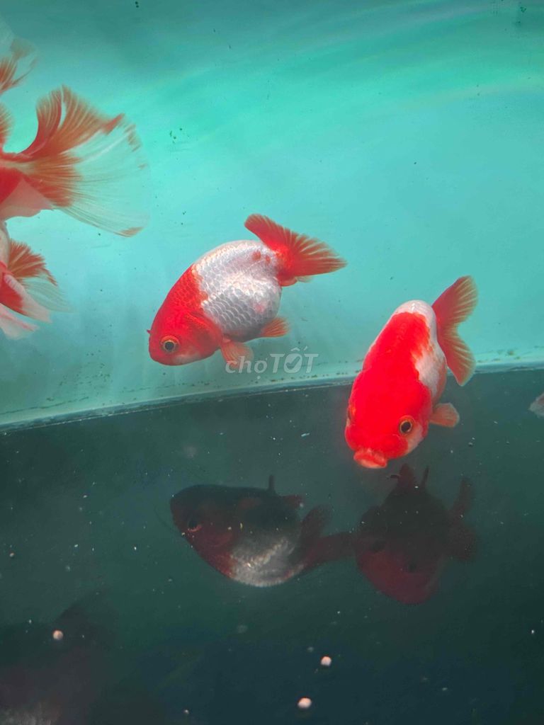 Cá Ranchu Đỏ trắng Một cặp. Mua bán Thú cưng khác tại Quận Hải Châu Đà Nẵng được đăng bởi nhan  hình 1