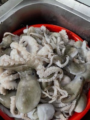 Bạch tuộc tươi sống màu xám trắng. Mua bán Đồ ăn, thực phẩm và các loại khác tại Huyện Trần Đề Sóc Trăng được đăng bởi to thanh tri