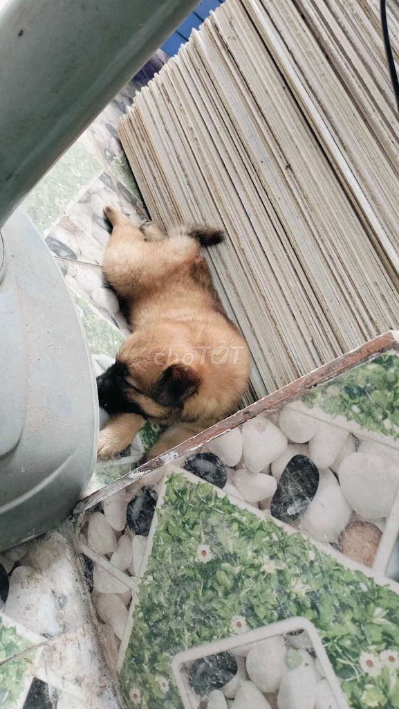 cần tìm mua 1 con mực gê. Mua bán Chó tại Huyện Mang Thít Vĩnh Long được đăng bởi Quân hình 1