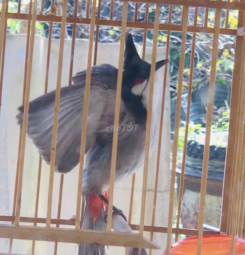 Chim chào mào mào lân xoè mềm. Mua bán Chim tại Huyện Quảng Điền Thừa Thiên Huế được đăng bởi Nguyên  hình 1