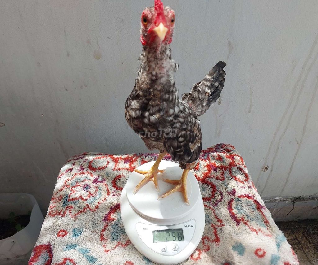 Gà Tre Bắc Cú Bông trống 4 tháng 256g . Mua bán Gà tại Quận 11 Tp Hồ Chí Minh được đăng bởi thiên  hình 1