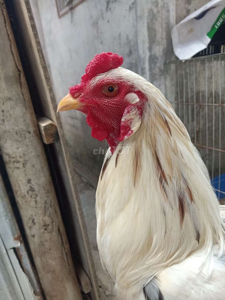 Gà tơ thái mỹ 2.95kg Trắng. Mua bán Gà tại Huyện Trần Văn Thời Cà Mau được đăng bởi Huỳnh Thanh Bình hình 1