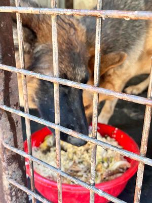 Chó Becgie Đức cái Đen vàng