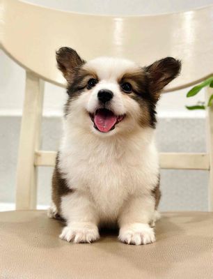 Chó Corgi con màu Trắng nâu