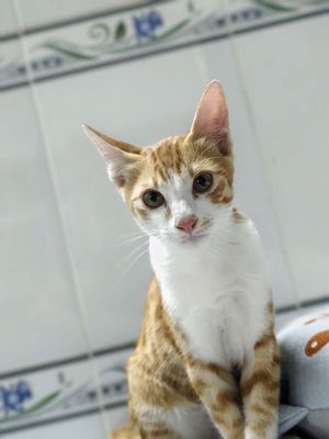 Cho tặng mèo cam 4 tháng tuổi. Mua bán Mèo tại Thành phố Thủ Đức Tp Hồ Chí Minh được đăng bởi Đình Hùng
