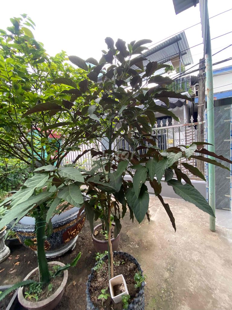 Cây cảnh Tree pháo hoa cao 1m7. Mua bán Cây cảnh, đồ trang trí tại Quận Cẩm Lệ Đà Nẵng được đăng bởi nguyễn văn hải hình 1