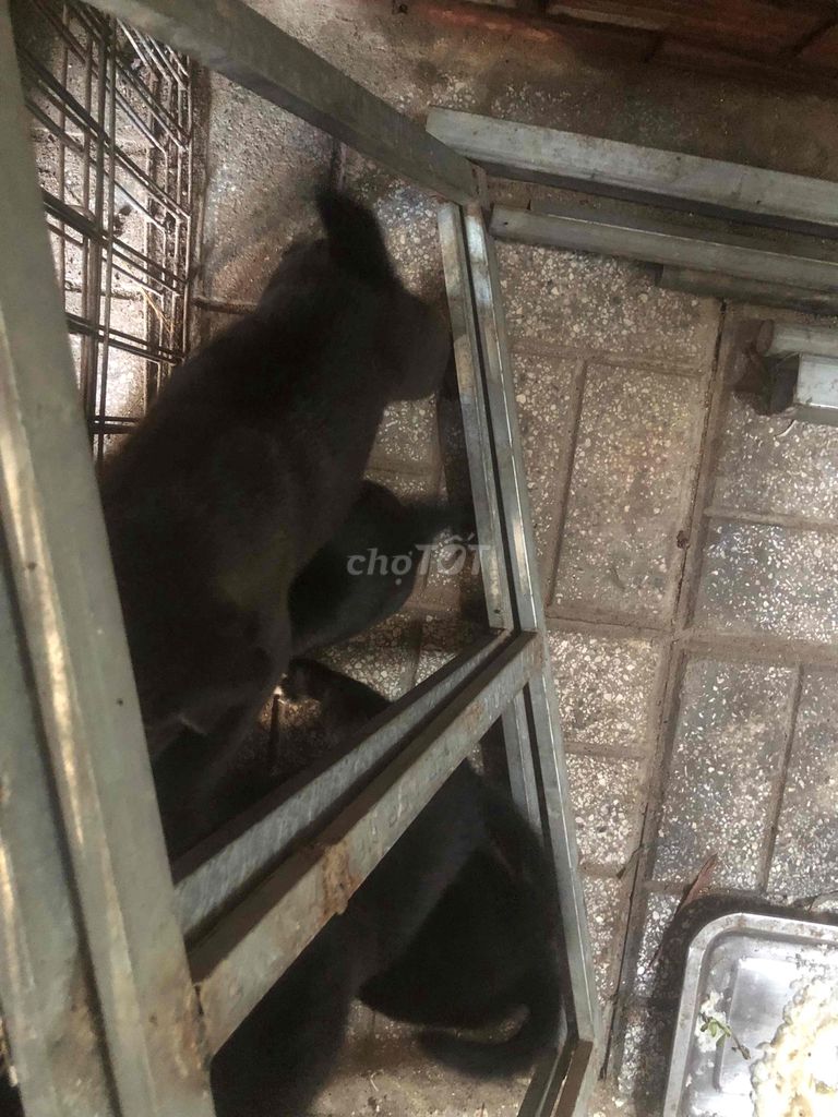 cần thanh lý bầy chó nhật lai ai nuôi lh