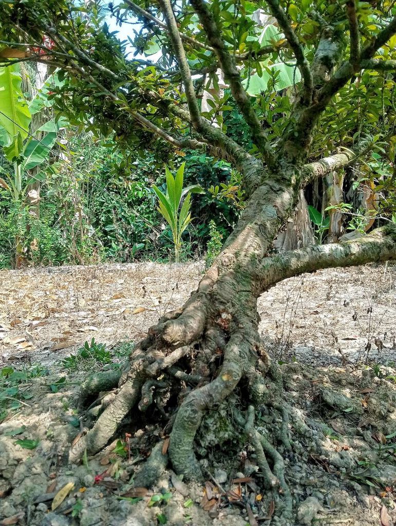 Trang đỏ lá nhỏ dáng bay 25h