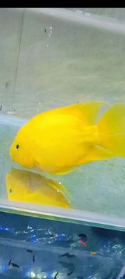 Hồng két Size 5ngon phun vàng. Mua bán Thú cưng khác tại Quận 7 Tp Hồ Chí Minh được đăng bởi trungho