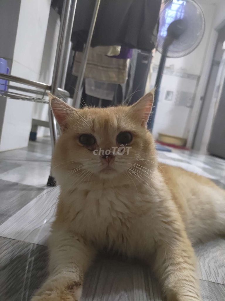 Nhận phối bé golden Aln ny11 đực . Mua bán Mèo tại Huyện Bình Chánh Tp Hồ Chí Minh được đăng bởi Thanh Vu hình 1
