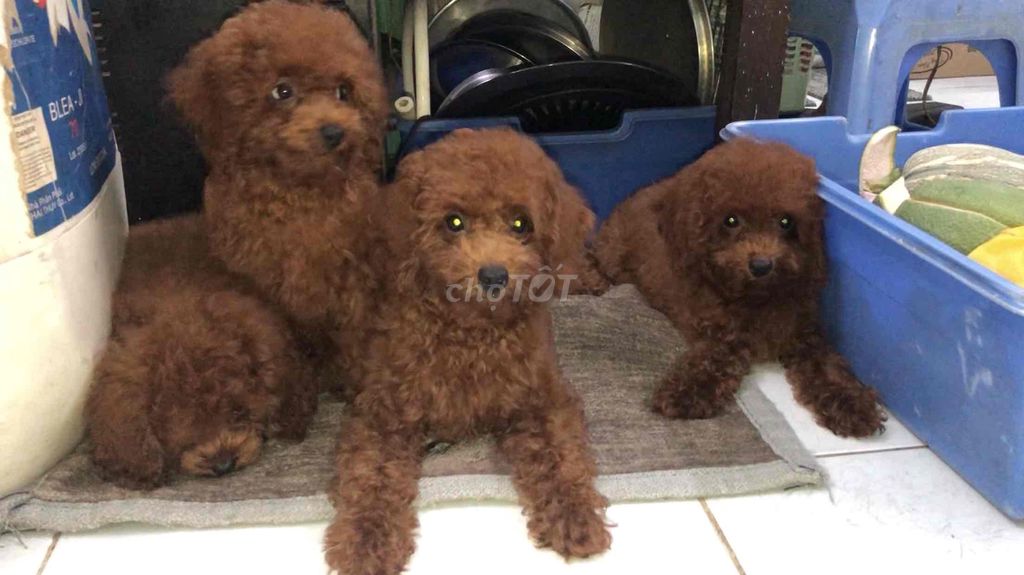 Chó Poodle Thái Lan Nâu đỏ 3 tháng. Mua bán Chó tại Quận 7 Tp Hồ Chí Minh được đăng bởi Shure Nguyen hình 1