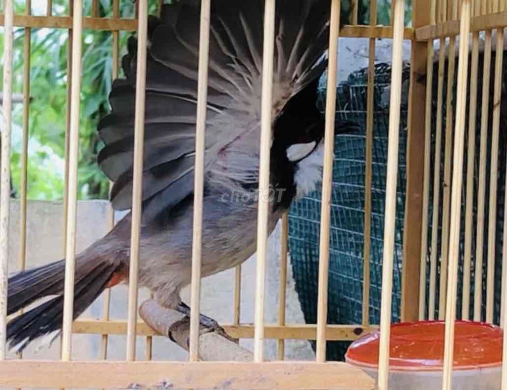 thanh lý mào cui lân yếm đậm. Mua bán Chim tại Huyện Quảng Điền Thừa Thiên Huế được đăng bởi Nguyên  hình 1