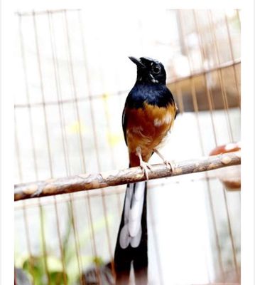 Bán chim Chich choe. Mua bán Chim tại Thành phố Thuận An Bình Dương được đăng bởi luu nguyen