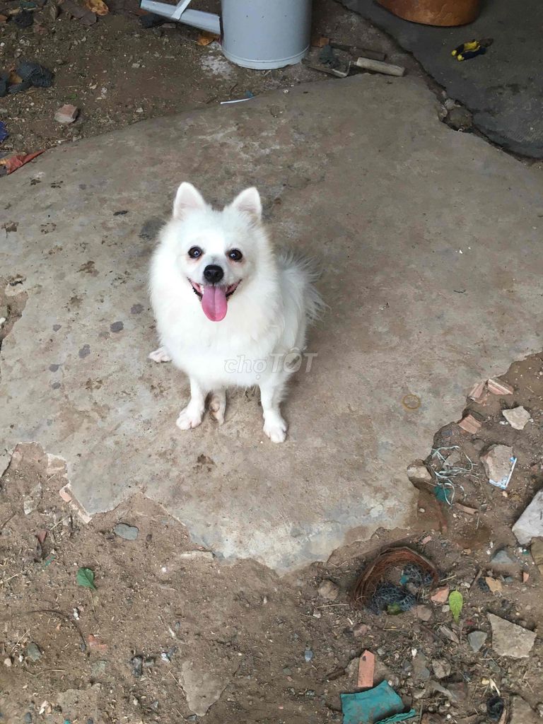Chó giống nhỏ cả hai màu Trắng. Mua bán Chó tại Huyện Hóc Môn Tp Hồ Chí Minh được đăng bởi nguyen phuon hình 1