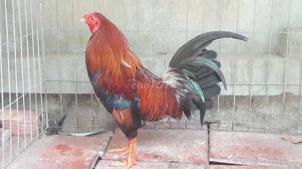 Tre 1,4kga. Mua bán Gà tại Huyện Long Hồ Vĩnh Long được đăng bởi BA KHOA hình 1