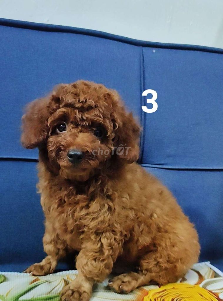 Gả 3 bé Poodle thuần chủng Đực