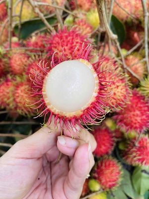 Chôm chôm vườn bao sạch 100% 🌱 Không phân – không. Mua bán Đồ ăn, thực phẩm và các loại khác tại Thành phố Sóc Trăng Sóc Trăng được đăng bởi Thanh lý giá rẻ 