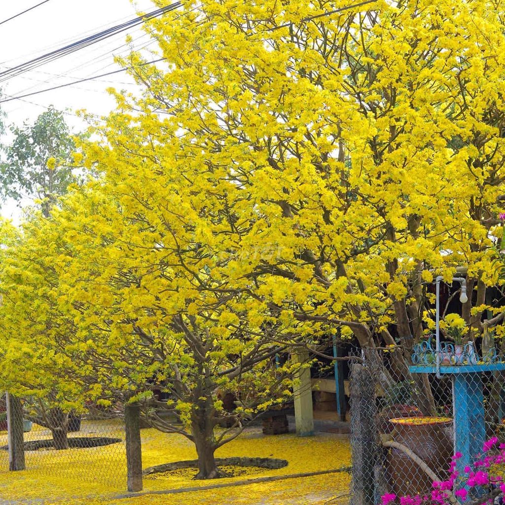 Vườn Cây mai tết gốc to từ 20cm. Mua bán Cây cảnh, đồ trang trí tại Huyện Châu Thành Long An được đăng bởi Nguyen hình 1