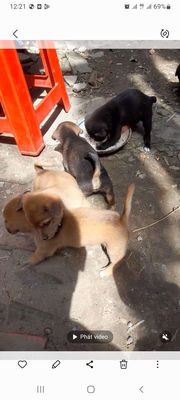 Chó chân lùn nâu đen cả hai. Mua bán Chó tại Huyện Châu Phú An Giang được đăng bởi Linh