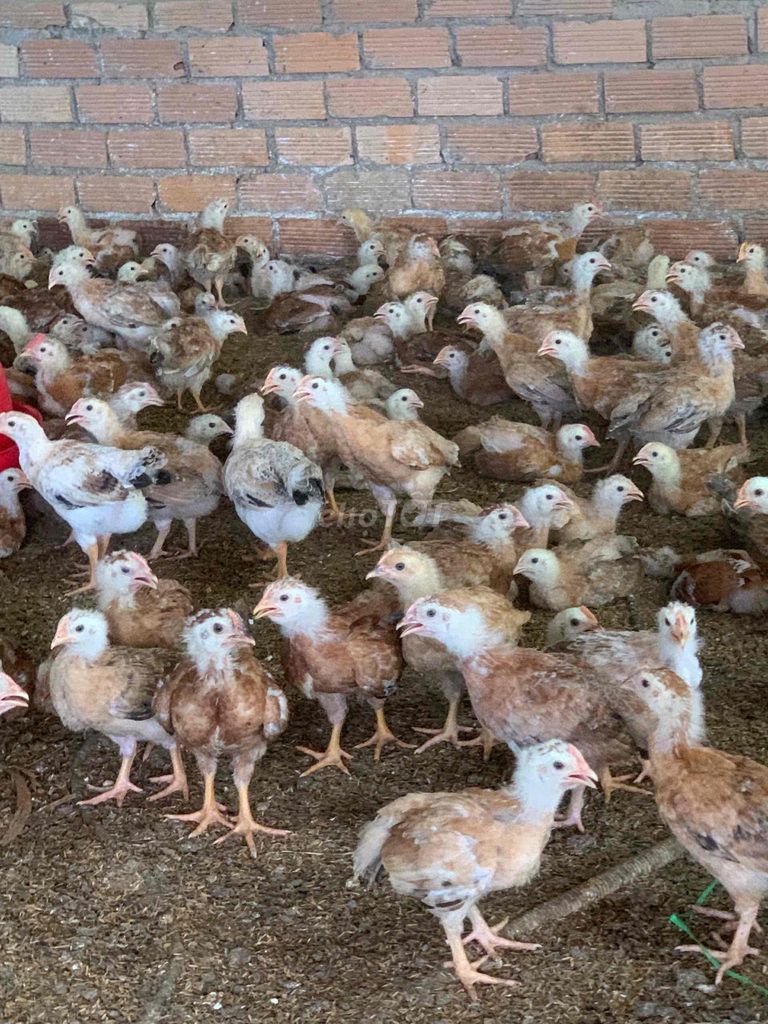 Gà ta thả vườn choai. Mua bán Gà tại Thành phố Thủ Đức Tp Hồ Chí Minh được đăng bởi NGUYEN THIEN hình 1