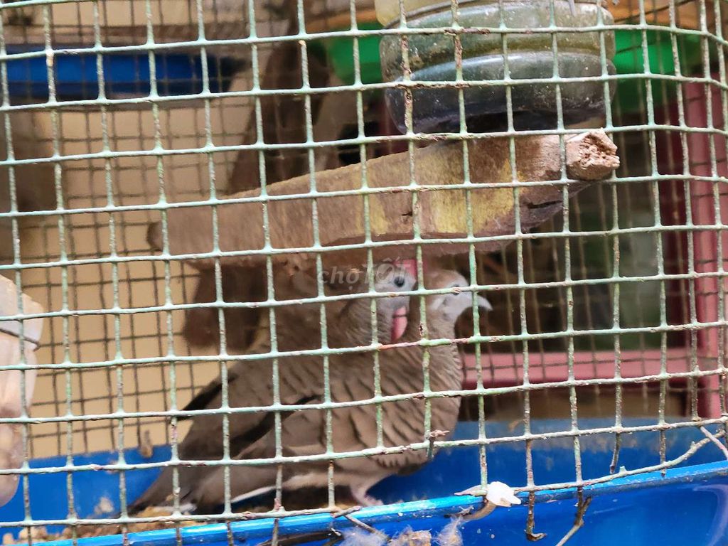 Chim Cu Vằn Nâu Nuôi kiểng sinh sản. Mua bán Chim tại Quận 11 Tp Hồ Chí Minh được đăng bởi CanxuDo  hình 1