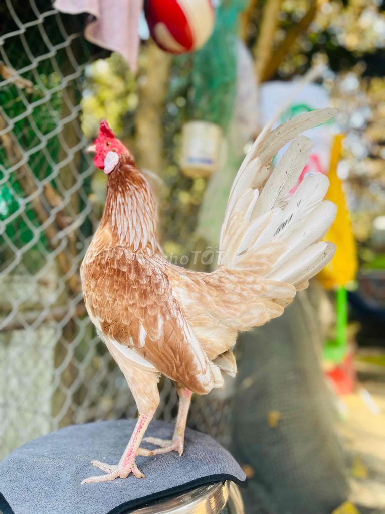 Gà trống 1.4kg. Mua bán Gà tại Thành phố Thủ Đức Tp Hồ Chí Minh được đăng bởi lan vo hình 1