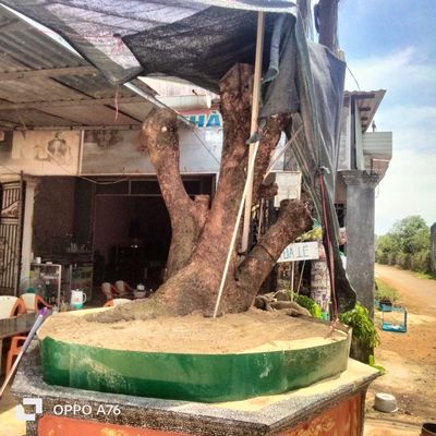 Gốc lộc vừng đã 30 năm tuổi. Mua bán Cây cảnh, đồ trang trí tại Thành phố Pleiku Gia Lai được đăng bởi Thành
