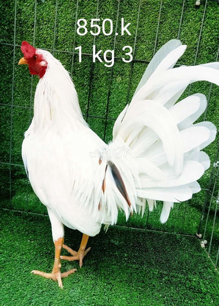 Hàng chuan ae choi 1 kg 3 yếu tơ zin ae nhe