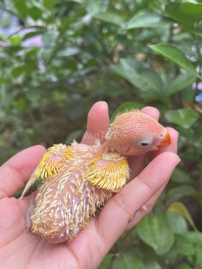 Lovebird Lutino Non. Mua bán Chim tại Quận Bình Thạnh Tp Hồ Chí Minh được đăng bởi Goal Pr hình 1