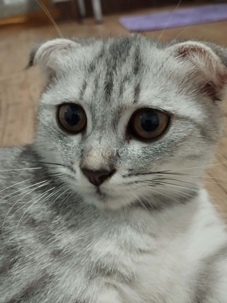 Mèo Anh lông ngắn tai cụp 3 tháng. Mua bán Mèo tại Huyện Long Hồ Vĩnh Long được đăng bởi Vu Hoang hình 1