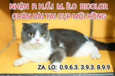 Phối mèo anh lông ngắn Bicolor mặt cân mũi hồng. Mua bán Mèo tại Quận Thanh Xuân Hà Nội được đăng bởi Nguyễn Thị Uyển