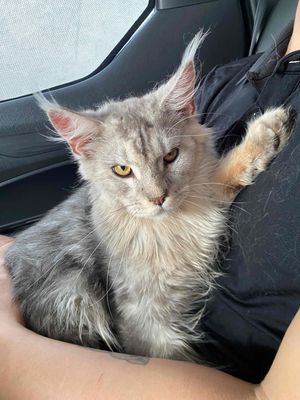 Mèo Maine Coon đực 7 tháng