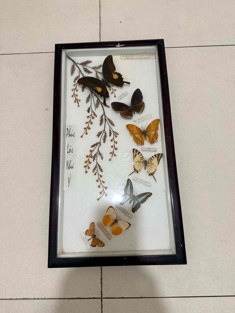 Tranh trang trí Gỗ kính bướm thật Phúc lộc. Mua bán Đồ sưu tầm, đồ cổ tại Quận Bình Tân Tp Hồ Chí Minh được đăng bởi Phan Phước Hiền hình 1