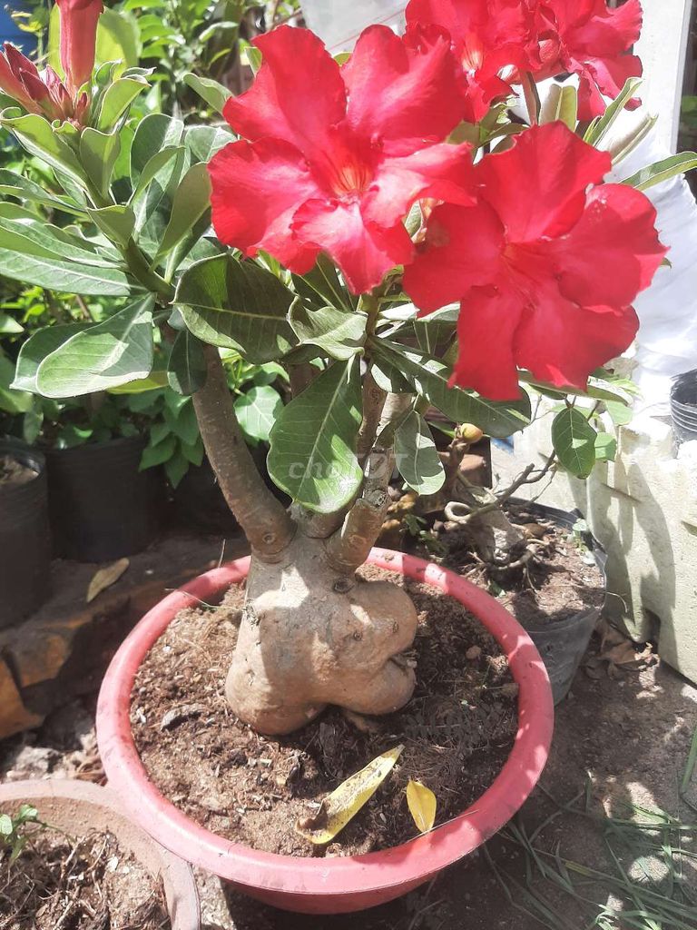 Cây cảnh chậu nhựa màu Đỏ lửa. Mua bán Cây cảnh, đồ trang trí tại Quận Bình Tân Tp Hồ Chí Minh được đăng bởi tân hình 1