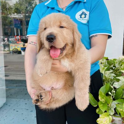 CHÓ golden retriever to con béo ú thuần chủng. Mua bán Chó tại Thành phố Thủ Đức Tp Hồ Chí Minh được đăng bởi Trần