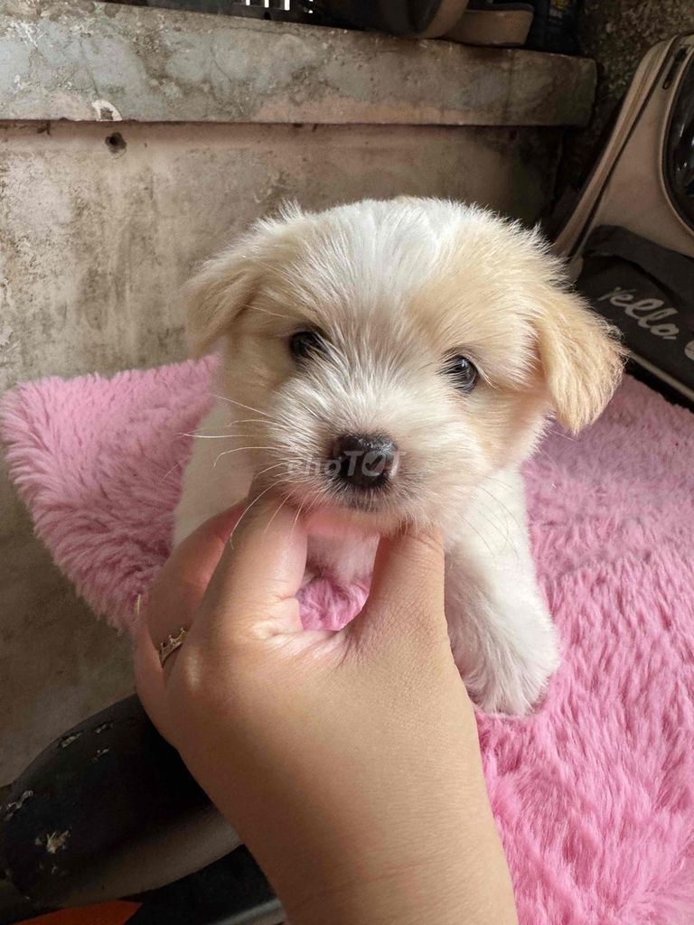 Chó Poodle lai Nhật Cái Trắng kem. Mua bán Chó tại Thành phố Thủ Đức Tp Hồ Chí Minh được đăng bởi  Mẫn Tú hình 1