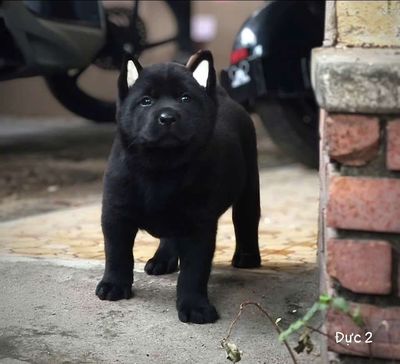 mông cộc đen đực