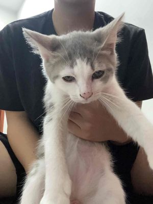 Mèo