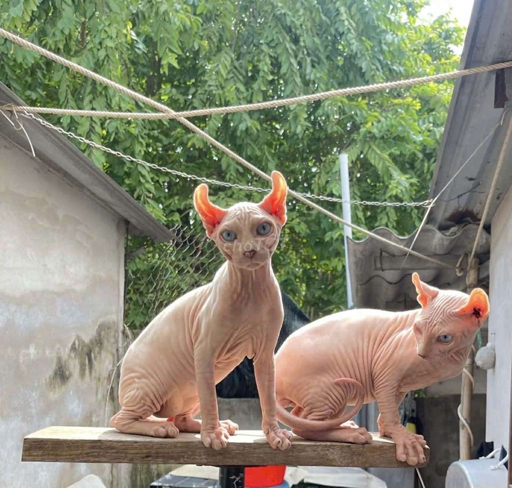Mèo Sphynx Hồng nhạt. Mua bán Mèo tại Quận 12 Tp Hồ Chí Minh được đăng bởi Tuấn Anh hình 1